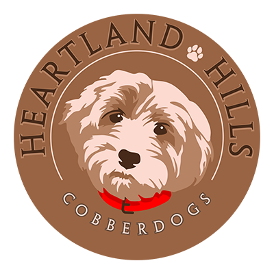 Heartland Hills Australian Cobberdogs Heartland Hills Australian Cobberdogs